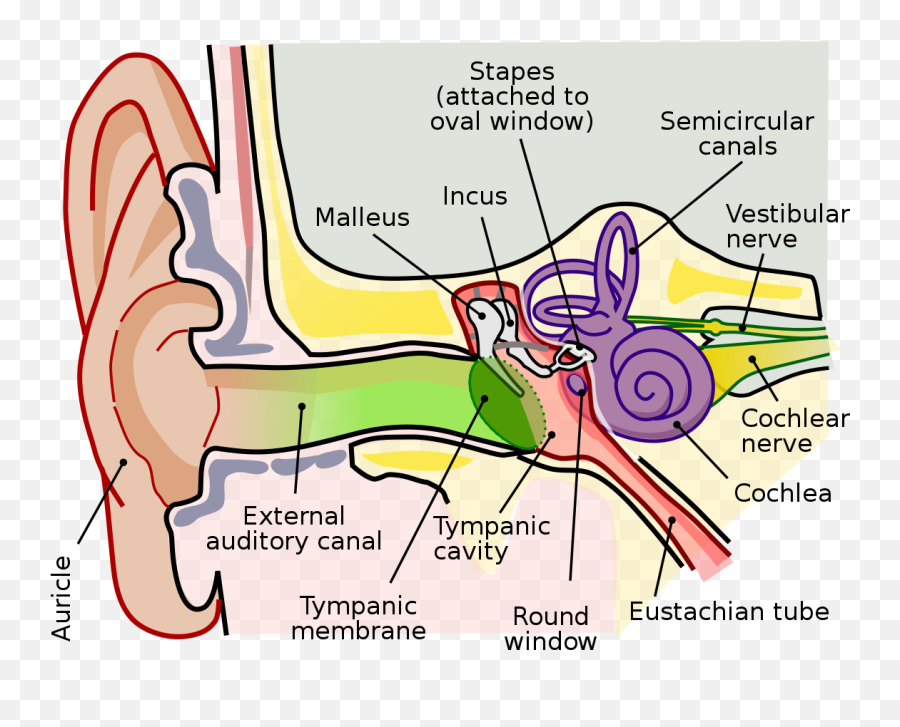 Perception - Auditory Nerve Emoji,Constructionist Theory Of Emotion