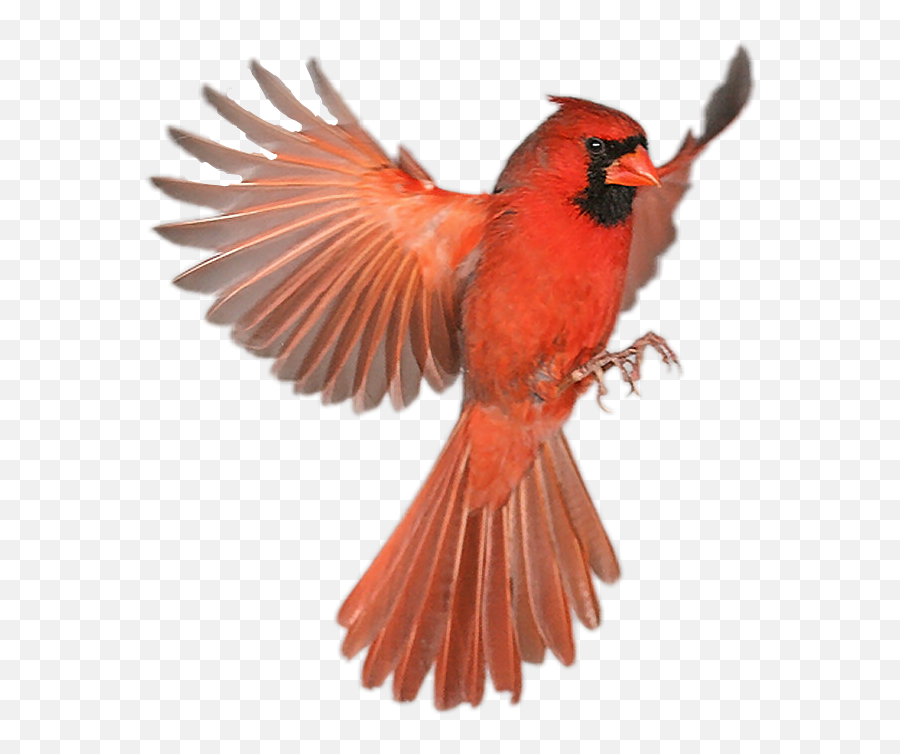 The Most Edited - Northern Cardinal Emoji,Cardinals Animated Emoji