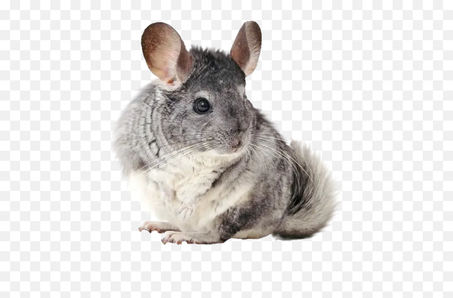 Chinchillas Stickers For Whatsapp - Transparent Chinchilla Clear Background Emoji,Chinchilla Emoji