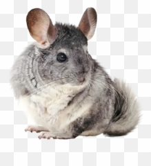 Chinchillas Stickers For Whatsapp - Transparent Chinchilla Clear Background Emoji,Chinchilla Emoji