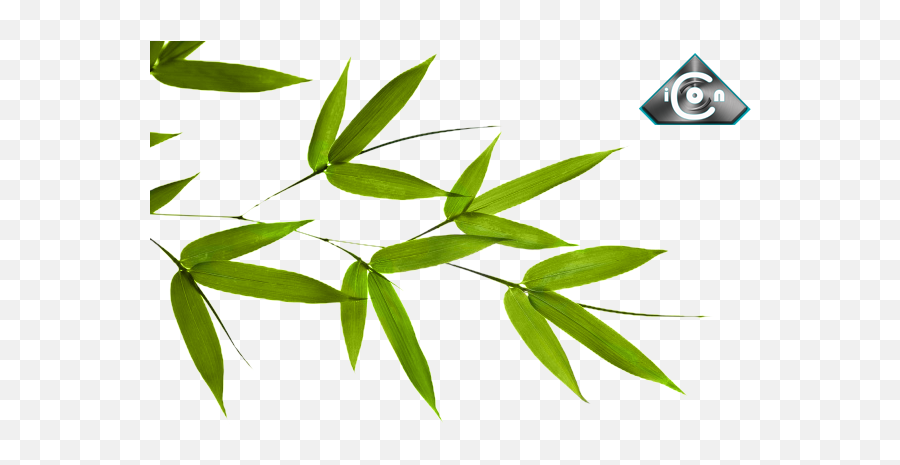 Bamboo Leaves Psd Official Psds Emoji,Bamoo Emoji