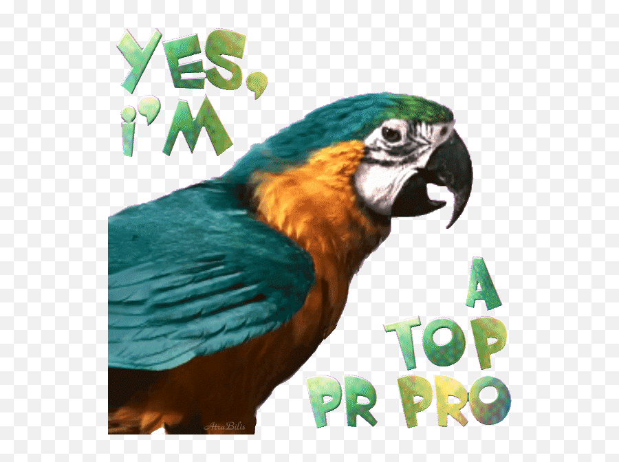 Top Pr Pro Parrot Sticker Stickers For Android U0026 Ios Gfycat Emoji,Spinning Parrot Emoji