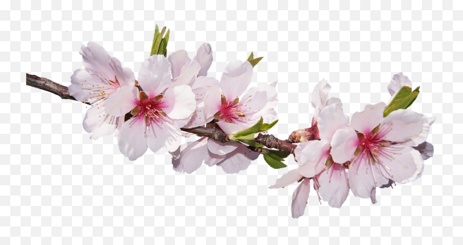Cherry Blossom Png - Flower Png Cherry Blossom Emoji,Cherry Blossom Emoji