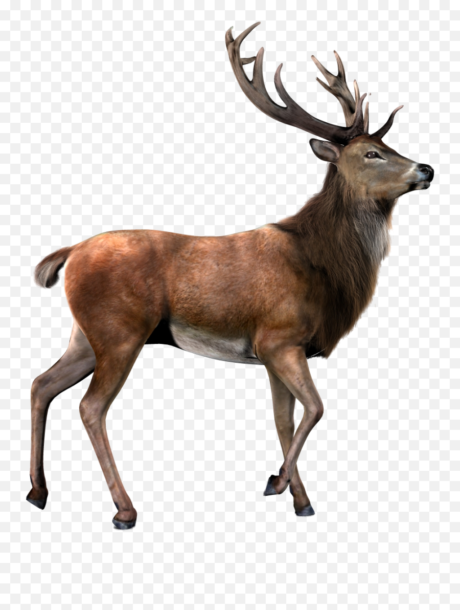 Deer Hd Png Clipart Images Free Emoji,Deer Emoticon Facebook