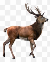 Deer Hd Png Clipart Images Free Emoji,Deer Emoticon Facebook