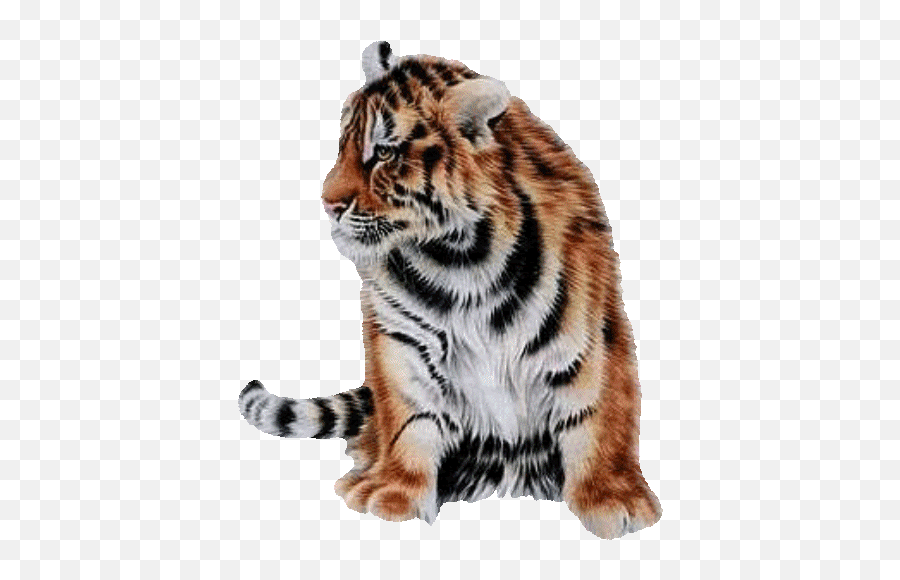 Top Tiger Pet Stickers For Android U0026 Ios Gfycat - Animation Tiger Animated Gif Emoji,Tiger Emoji