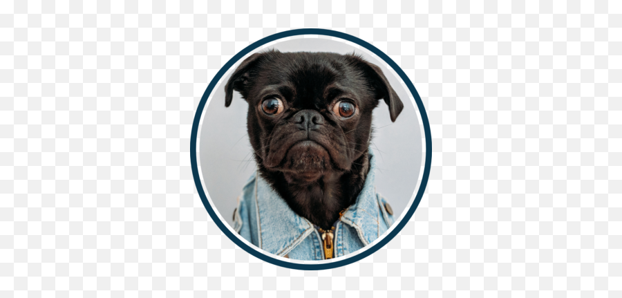 Web Content Marketing Seo Services Lancaster Pa - Happy Black Pug Dog Emoji,Dog With Flat Face Emotion