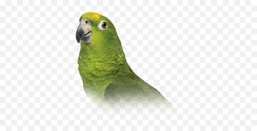 Yellow - Naped Amazon Parrot Personality Food U0026 Care U2013 Pet Yellow Naped Amazon Parrot Png Emoji,African Grey Parrot Reading Emotions