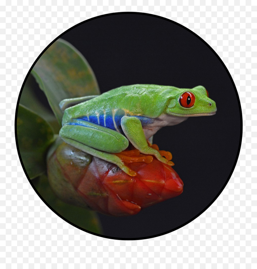 Animoves At The Zoo Rising New York Road Runners Virtual - Eats Red Eyed Tree Frogs Emoji,Trees 'express Emotions And Make Friends'...