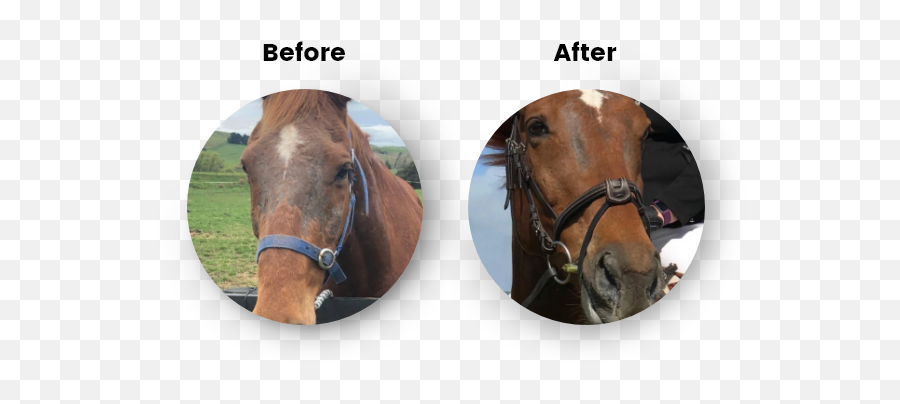 Micromed Probiotics For Horses - Halter Emoji,Easy Emoji Horse