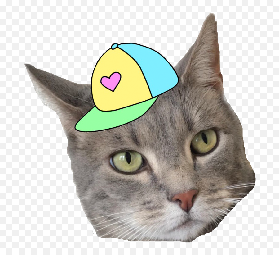 Commissions U2013 Amisometimes - Cat Apparel Emoji,Twitch Emoticon Flip Table