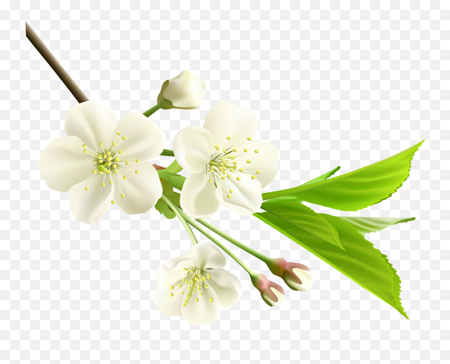 Jasmine Flower Png Jasmine Flower Png Transparent Free For - Spring White Flowers Png Emoji,Boquet Emoji
