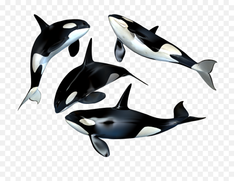 Pilot Whale - Whales Png Emoji,Killer Whale Emoji