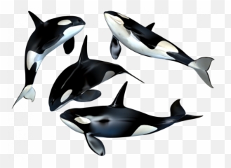 Pilot Whale - Whales Png Emoji,Killer Whale Emoji