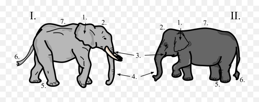Elephant - The Reader Wiki Reader View Of Wikipedia Trunk Elephant Vs Tusk Emoji,Elepahnt Model Emotion