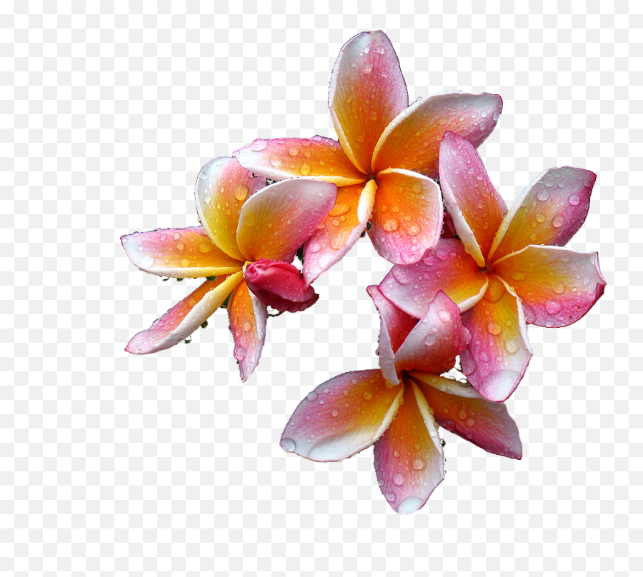 Plumeria Flowers Png Free Download - Plumeriar Png Emoji,How To Make A Plumeria Emoticon On Facebook