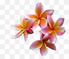 Plumeria Flowers Png Free Download - Plumeriar Png Emoji,How To Make A Plumeria Emoticon On Facebook