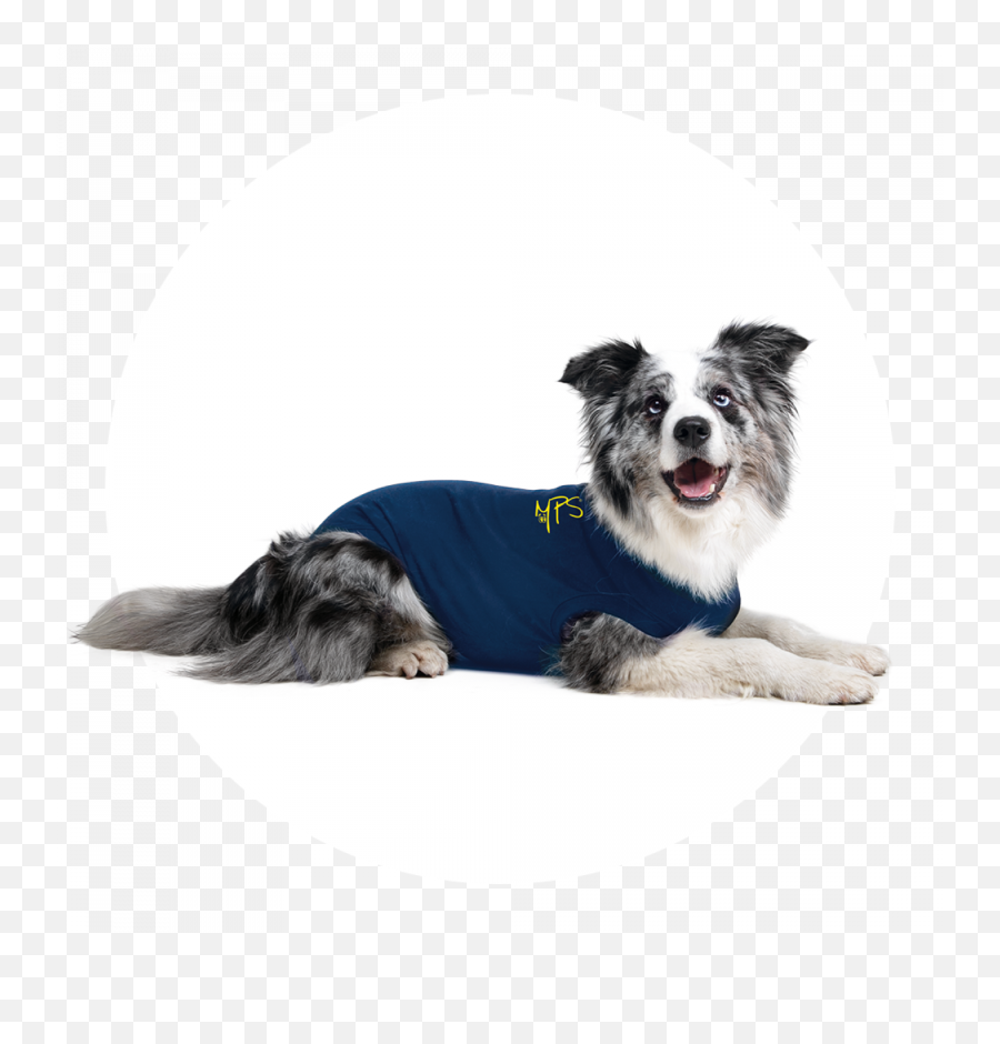 Mps - Medical Pet Shirt Dog Medical Pet Shirts Suitical Recovery Suit For Dogs Emoji,Husky/border Collie Emoji