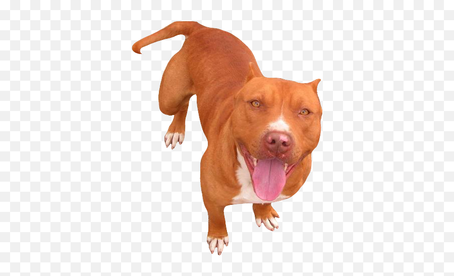 Red Nose Pitbull Psd Official Psds - Red Nose Pitbull Png Emoji,Pitbull Emoji