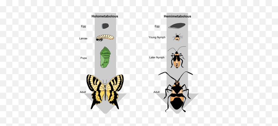 Metamorphosis - Difference Between Metamorphosis And Metagenesis Emoji,Human Emotion Throughout Metamorphosis