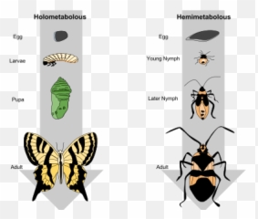 Metamorphosis - Difference Between Metamorphosis And Metagenesis Emoji,Human Emotion Throughout Metamorphosis