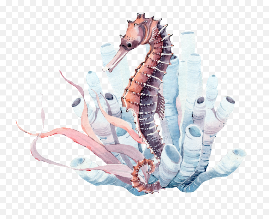 Seabed Seahorse Png Transparent - Watercolor Seahorse Full Emoji,Facebook Emoticons Seahorse