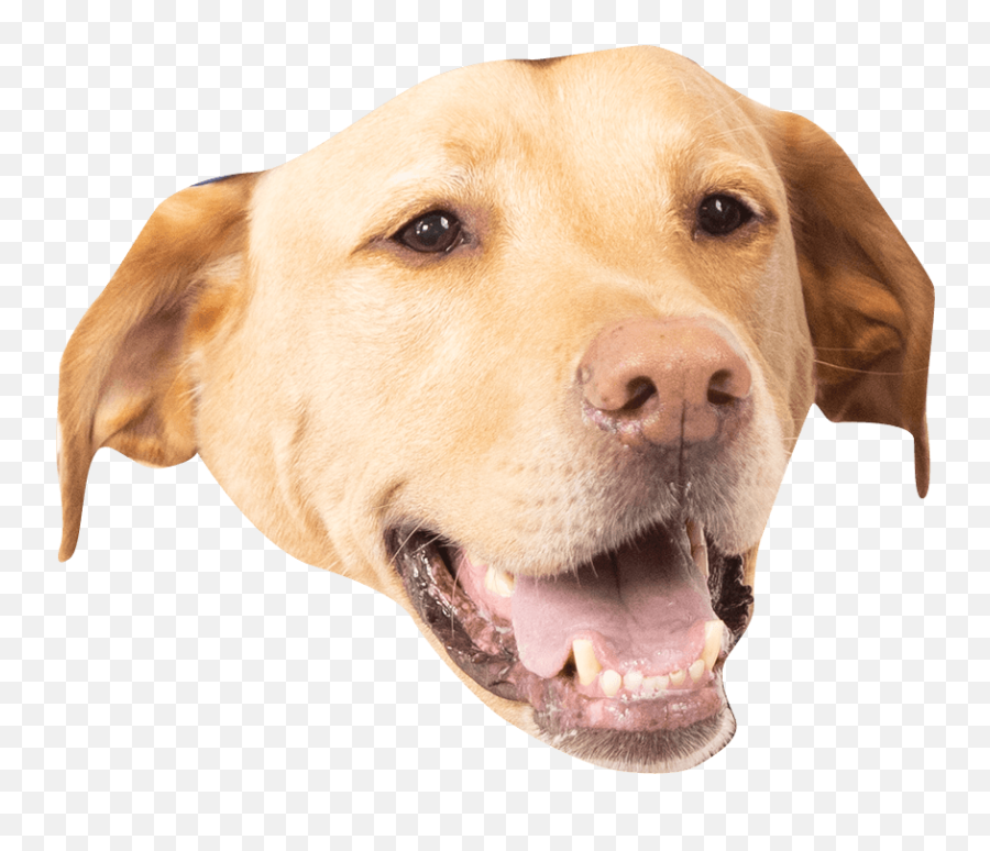 The Ceros Pet Calendar 2021 Digital - Canine Tooth Emoji,Send Your Friends Cute Cream Labrador Retriver Emojis