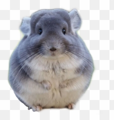 Trending - Animals Take Over The World Emoji,Chinchilla Emoji