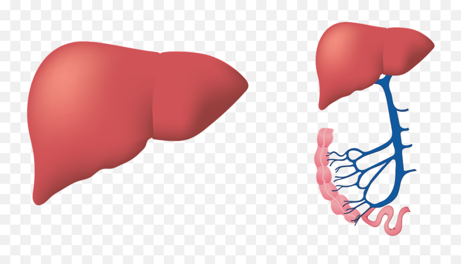 25 Interesting Facts About Human Liver - Liver Digestive System Emoji,Liver And Emotions