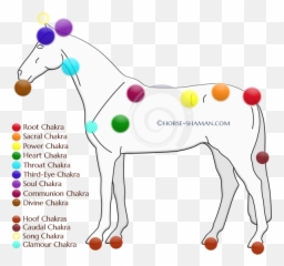 Overview Of The Horseu0027s Chakras Including Causes And Effects - Equine Chakras Emoji,Horse Emotions