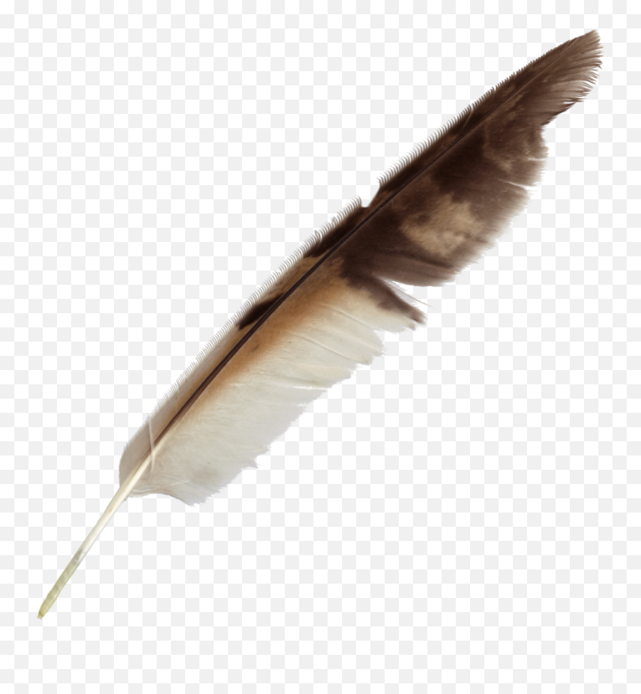 Feather Bird Quill Pen - Transparent Background Quill Transparent Emoji,Quill Pen Emoji