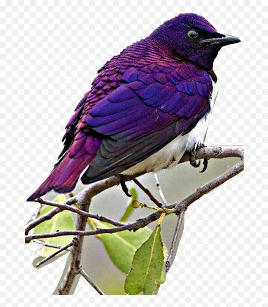 Violet Backed Starling Bird Sticker By Kimmytasset - Purple Bird South Africa Emoji,Purple Bird Emoji