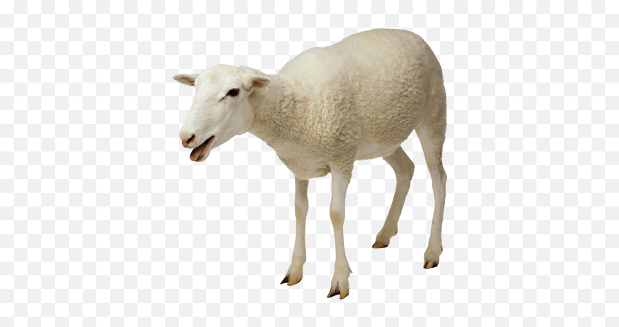 White Sheep Transparent Png - Sheep Png Emoji,Sheep Emoticon Tumblr