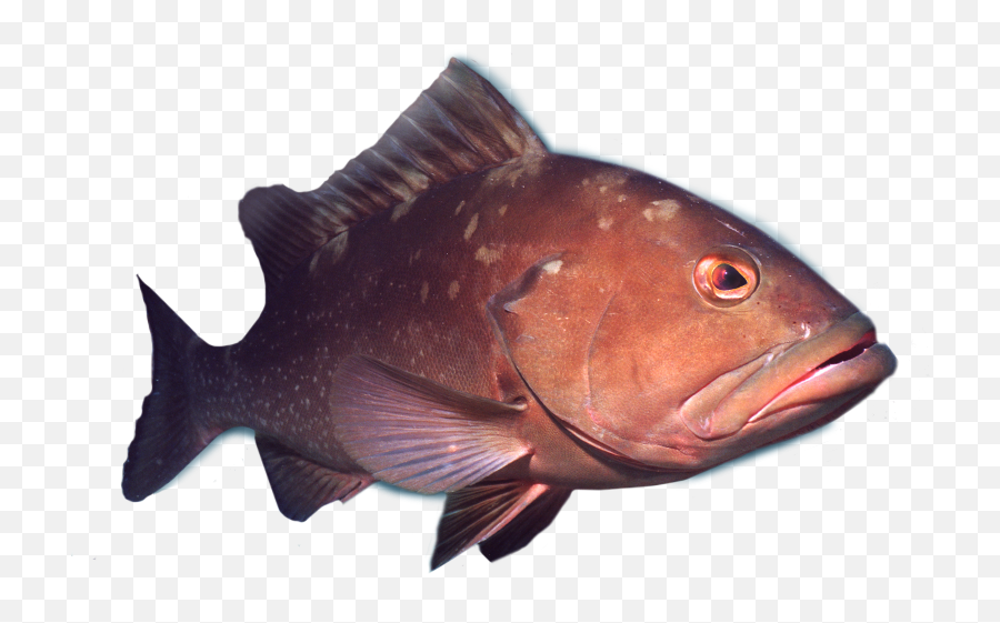 Angler Fish Png 8 Png Image - Deep Sea Angler Fish Transparent Background Sea Fish Png Emoji,Wizard101 Emojis Png