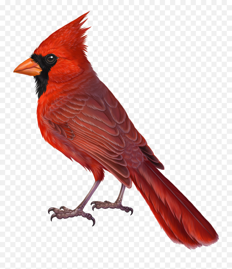 Download Cardinal Bird Png - Northern Cardinal Drawing Emoji,Cardinal Bird Facebook Emoticon