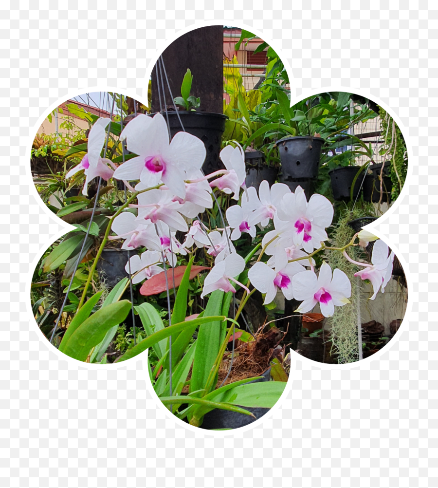 Orchid Sticker - Moth Orchid Emoji,Orchid Emoji