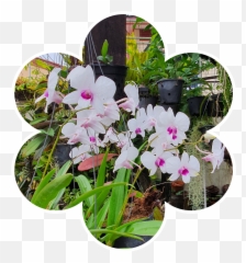 Orchid Sticker - Moth Orchid Emoji,Orchid Emoji