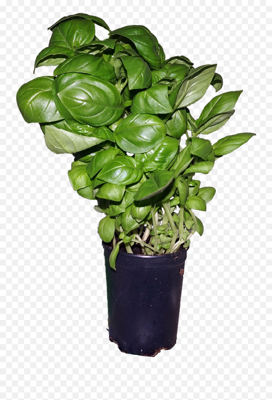 Green Basil Leaf Pot Transparent Png Png Mart Emoji,Plant Emoji In Pot