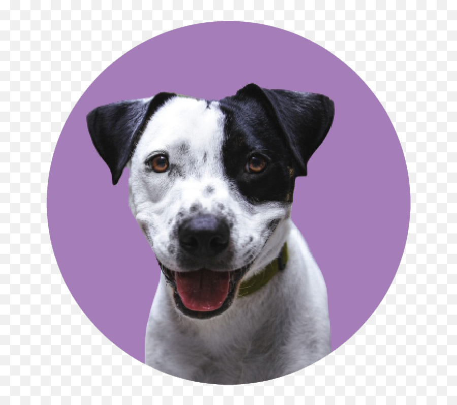Dog Emoji,Raised Eyebrow Emoji Dog