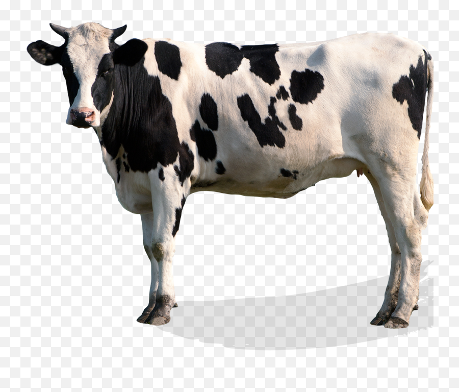 Formaggi Freschi Unu0027esperienza Italiana - Casa Radicci Emoji,Cow Milking Emoji