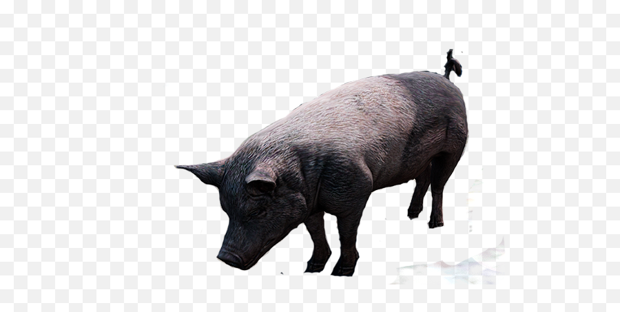 Discord Emojis List Discord Street - Black Iberian Pig,Pig Emoji Png