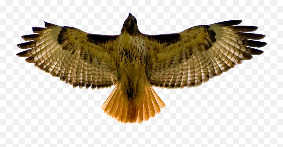 Hawk Clipart 5 - Red Tail Hawk Emoji,Hawk Emoji