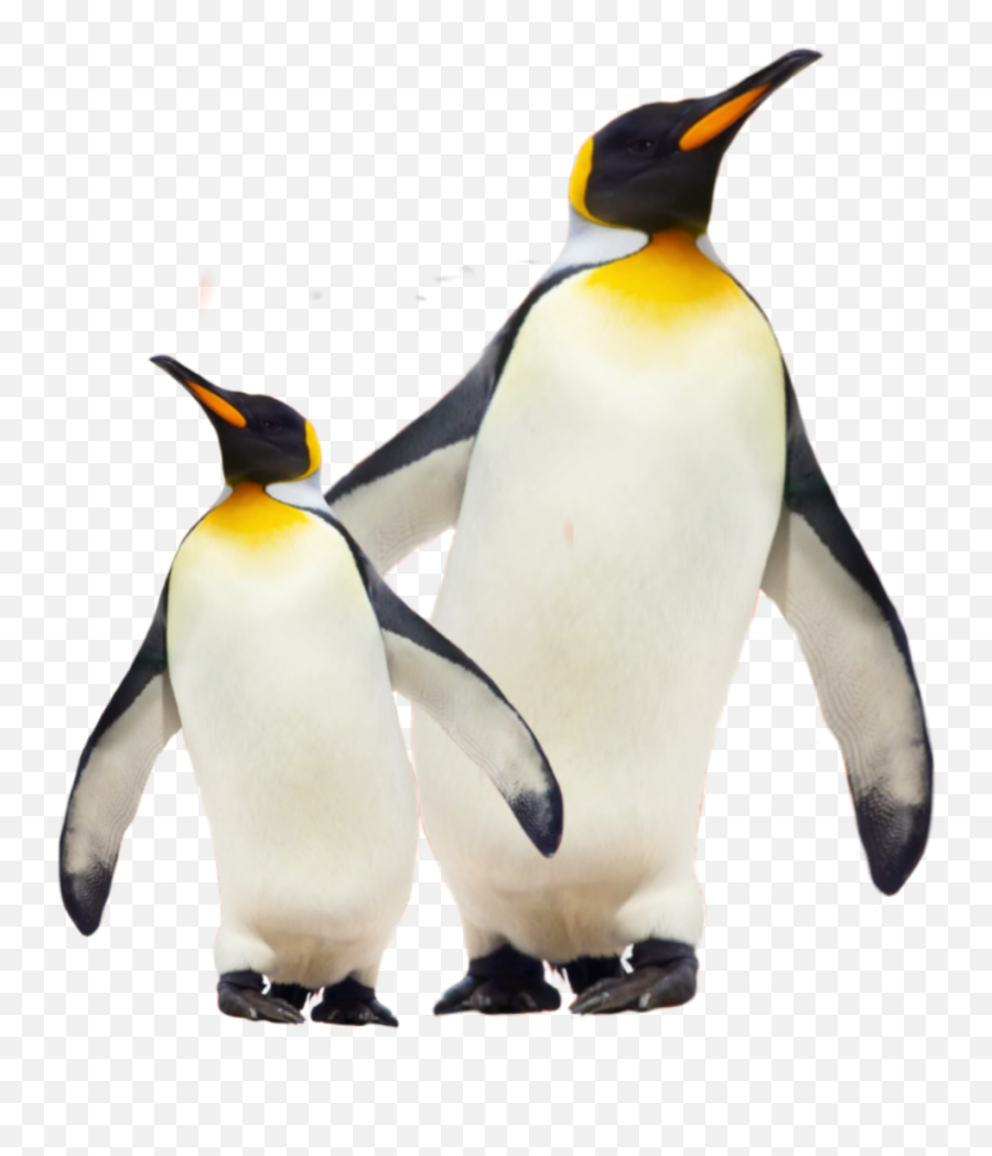 Penguins Penguin Cool Ice Famous Sticker By Hola - King Penguin Emoji,Penguin Emoji Text