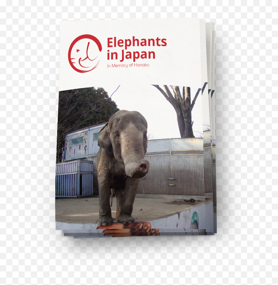 Solitary Elephants In Japan Report - Indian Elephant Emoji,Pbs Elephant Emotions