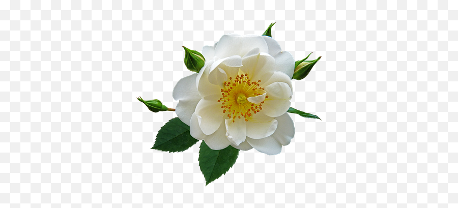 Discover And Download Free Images Emoji,Withered Rose Emoji