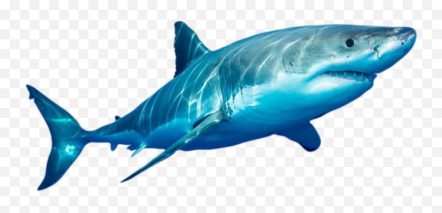 Shark Equivalent Of Burning Man - Shark Fish Png Hd Emoji,Shark Emoticon Depth