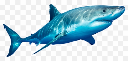 Shark Equivalent Of Burning Man - Shark Fish Png Hd Emoji,Shark Emoticon Depth