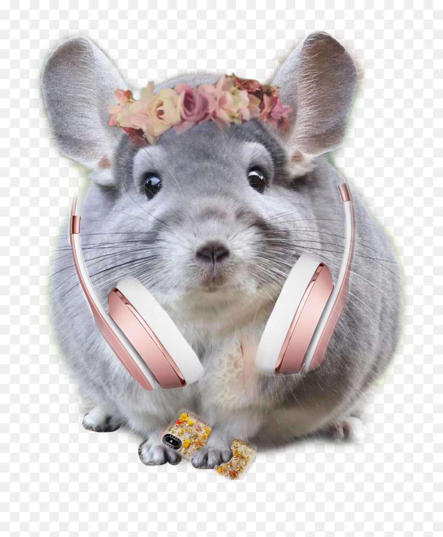 Chinchilla Who Sticker - Cute Pictures Of Chinchillas Emoji,Chinchilla Emoji