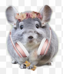 Chinchilla Who Sticker - Cute Pictures Of Chinchillas Emoji,Chinchilla Emoji