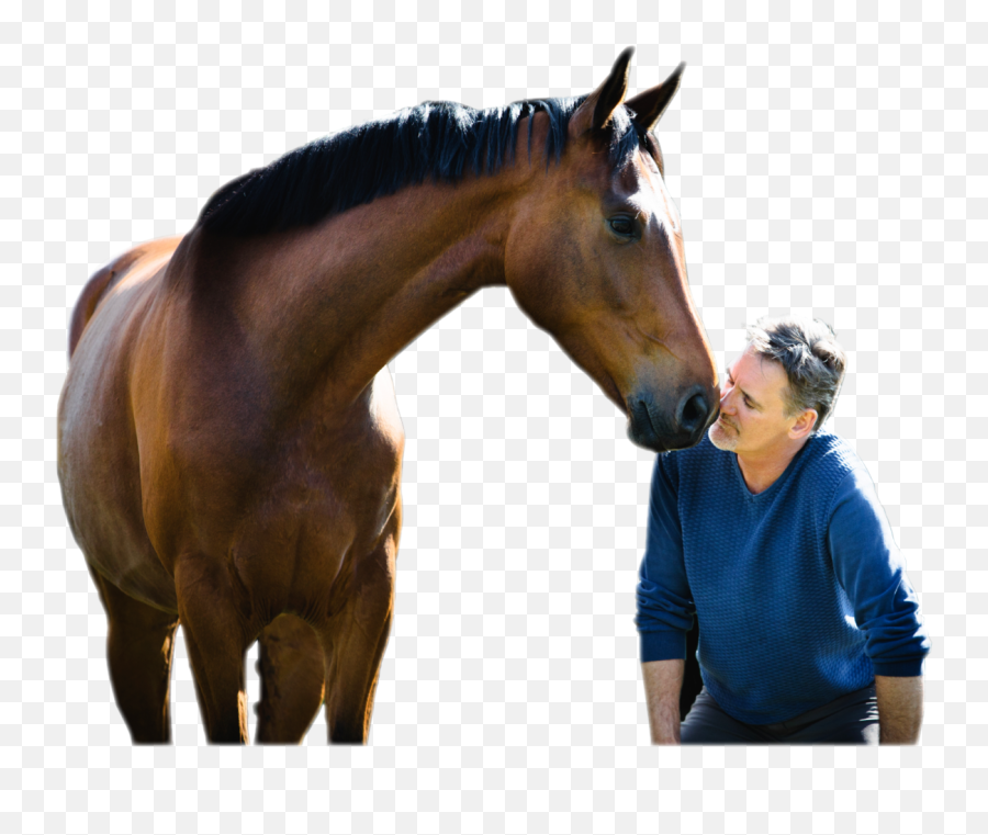 Equestrian Online Courses - Horsethink Emoji,Horse Facial Emotions